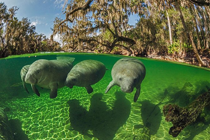 Exclusive Small Group VIP Heated Manatee Snorkel Tour - The Heated Pontoon Ride: Comfort on the Way to the Manatees