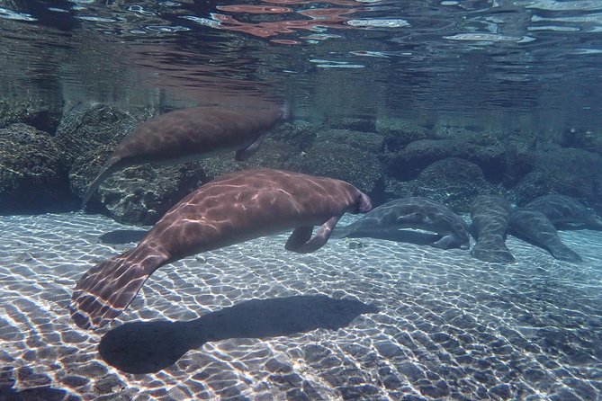 Exclusive Small Group VIP Heated Manatee Snorkel Tour - The One Stop That Makes the Whole Day Click: River Ventures Facility Time