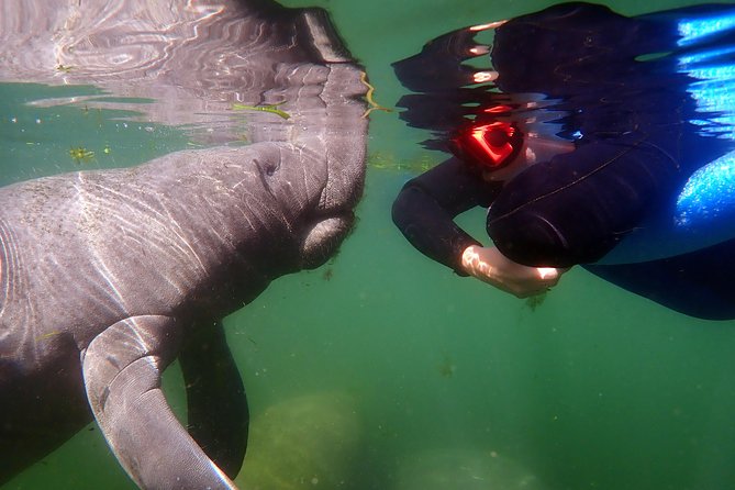 Exclusive Small Group VIP Heated Manatee Snorkel Tour - Price and Value: Is $108.93 Actually Fair?