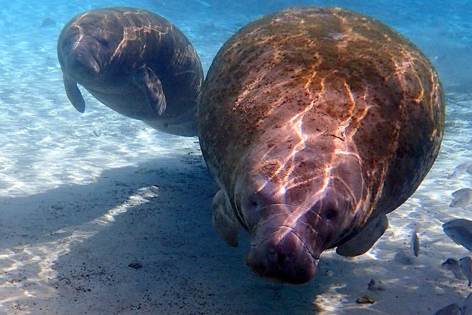 Exclusive Small Group VIP Heated Manatee Snorkel Tour - River Ventures Check-In: Gear Up Without Losing Time