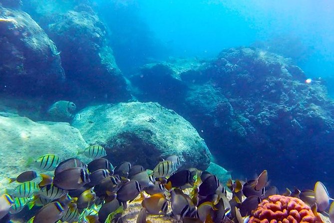 First-Time Scuba Diving in Honolulu + Free Videos - Key Things I’d Plan Around