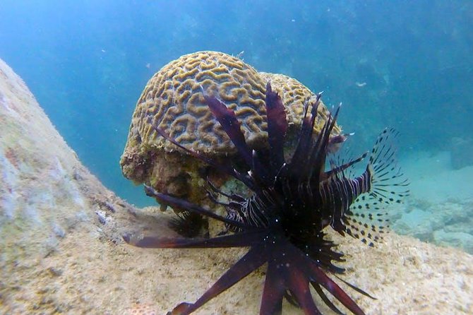 First-Time Scuba Diving in Honolulu + Free Videos - Marine Life You Might Spot on Oahu’s South Shore