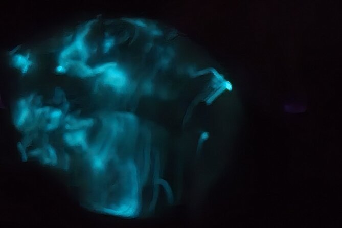 Florida Bioluminescence Kayaking Tour (Titusville) - The 90-minute flow: from check-in to glowing water and back