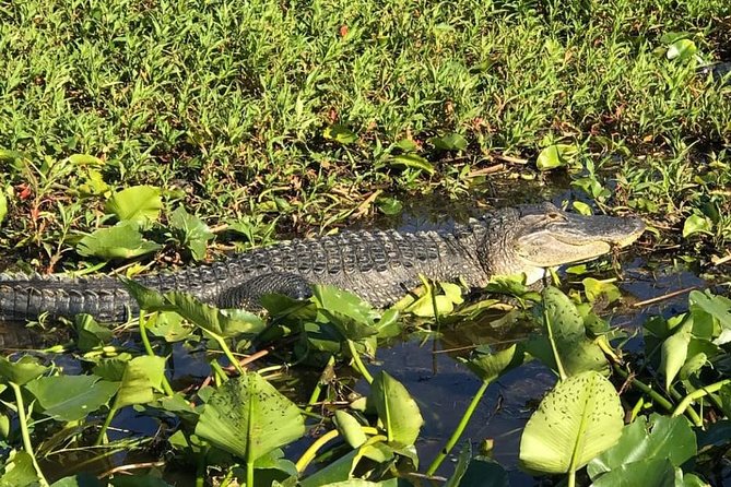 Florida Everglades Airboat Tour and Wild Florida Admission with Optional Lunch - Getting to Wild Florida from Orlando without wasting your day