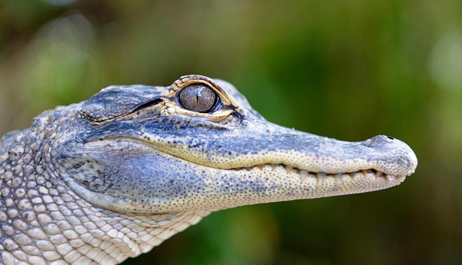 Florida Everglades Airboat Tour and Wild Florida Admission with Optional Lunch - Dress for the wind: comfort tips that actually matter on airboats