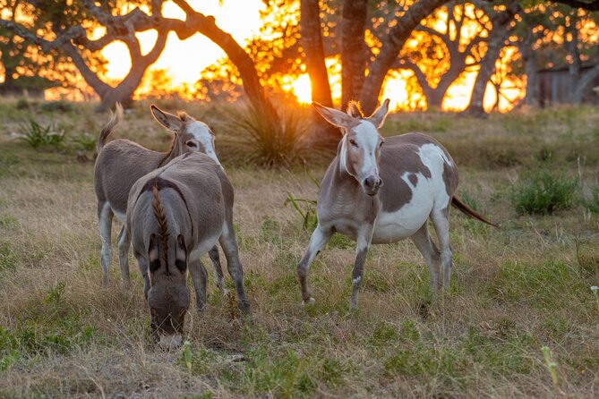 Fredericksburg Safari Tour With Wine Tasting - Fredericksburg Game Farm: why this safari feels different