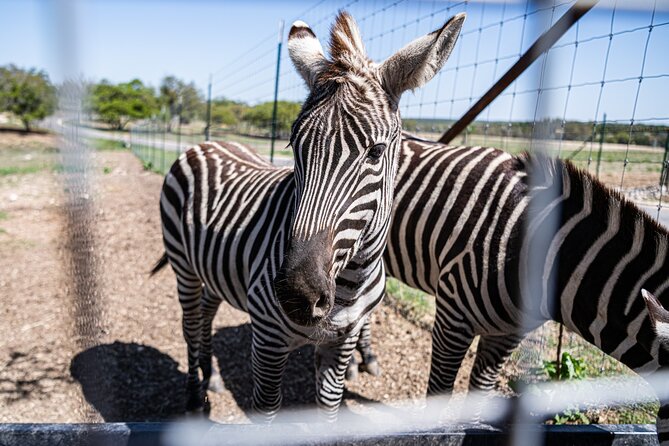 Fredericksburg Safari Tour With Wine Tasting - Getting there and the start point at 8142 Old San Antonio Rd