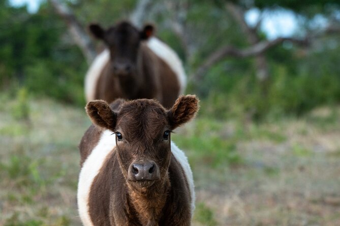 Fredericksburg Safari Tour With Wine Tasting - Safety on a working ranch: how to do this right
