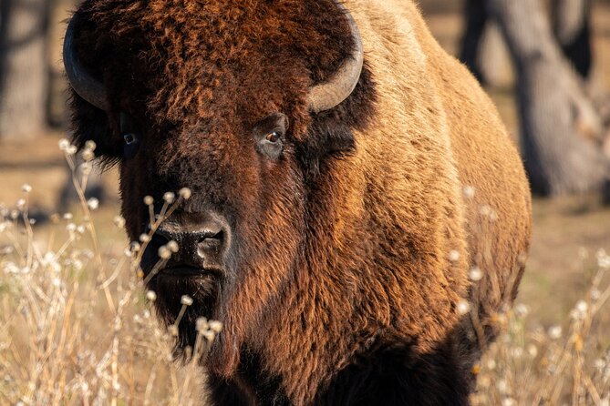 Fredericksburg Safari Tour With Wine Tasting - Animal interactions: what you can expect up close
