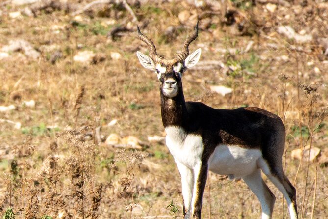 Fredericksburg Safari Tour With Wine Tasting - Wine tasting and full bar: how the drink portion fits the day