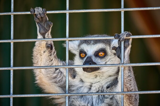 Fredericksburg Safari Tour With Wine Tasting - Price and time: what $96.76 buys you in 90 minutes