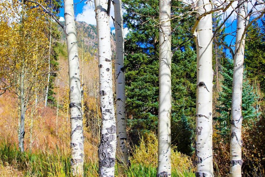 From Denver: Red Rocks, Evergreen, and Echo Lake Tour - Bear Creek Canyon and Jefferson County viewpoints from the van
