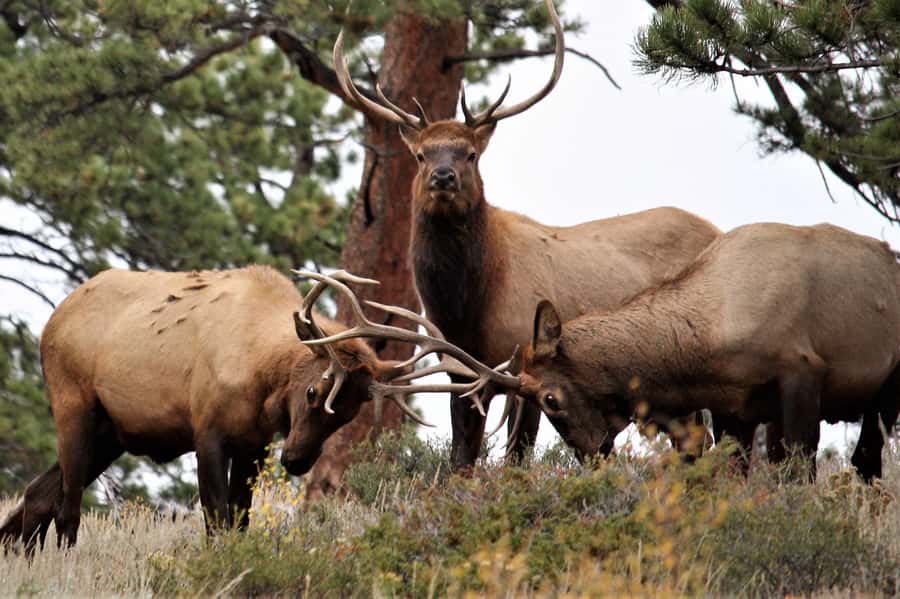 From Denver: Rocky Mountain National Park Day Trip and Lunch - From Union Station to the Rockies: why this starting point matters