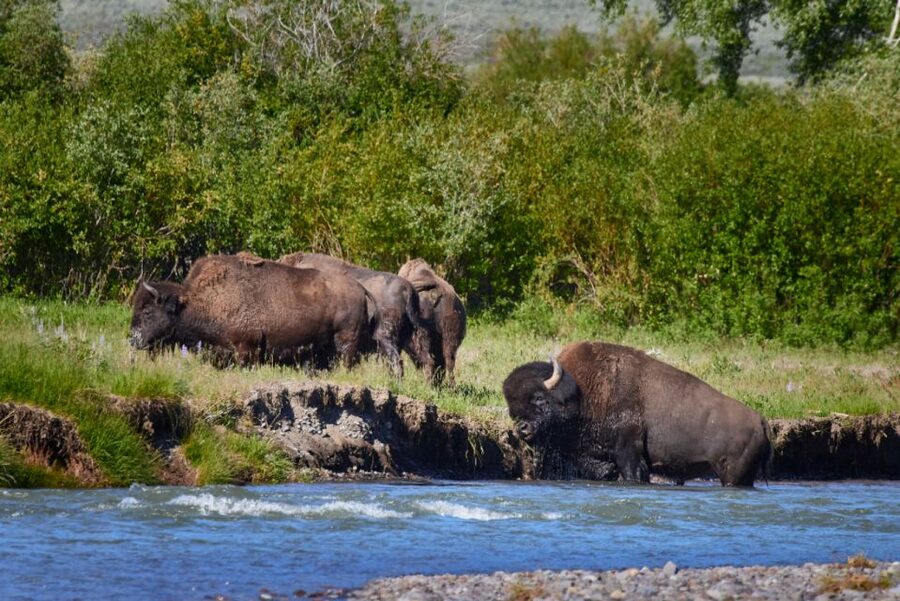 From Jackson: Half-Day Grand Teton National Park Tour - What Makes This 4-Hour Grand Teton Tour Work So Well