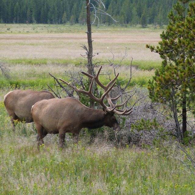 From Jackson: Half-Day Grand Teton National Park Tour - Moose Junction and the Park Loop Road North: How You Cover the Highlights