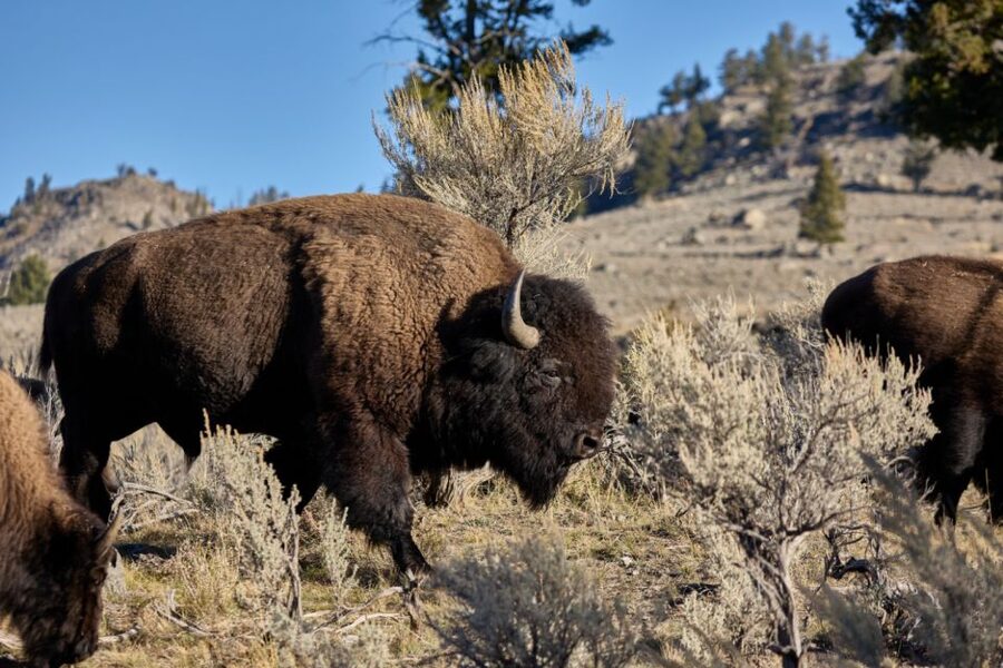 From Jackson: Half-Day Grand Teton National Park Tour - The Stops That Typically Deliver: What You’ll See and Why It Matters