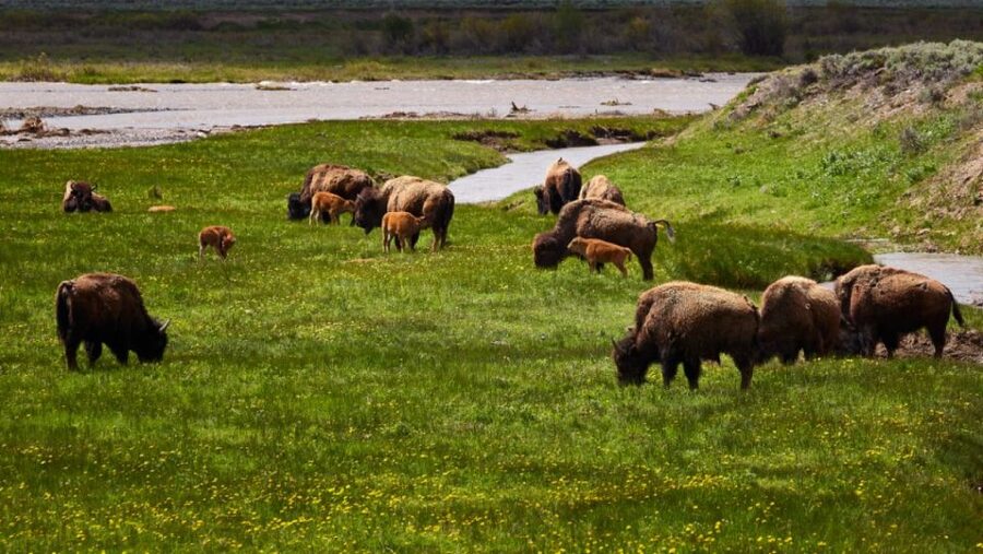 From Jackson: Half-Day Grand Teton National Park Tour - Wildlife Viewing With Optics: How the Guide Turns Distant Into Real