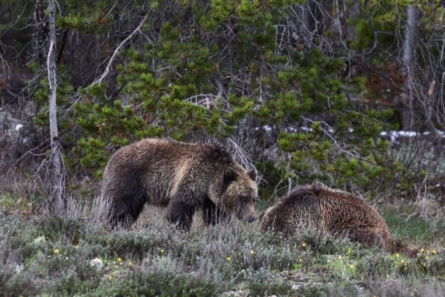 From Jackson: Half-Day Grand Teton National Park Tour - History, Ecosystem, and Geology You Can Actually Use