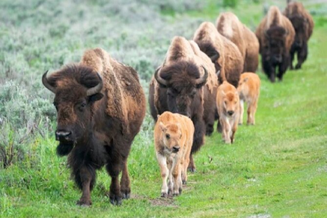 From Jackson Hole: Yellowstone Old Faithful, Waterfalls and Wildlife Day Tour - Old Faithful boardwalk time, plus Old Faithful Inn