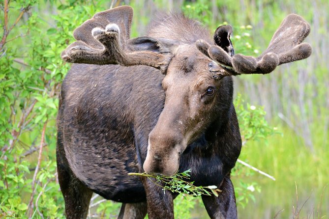 From Jackson Hole: Yellowstone Old Faithful, Waterfalls and Wildlife Day Tour - Grand Canyon of the Yellowstone and Lower Falls
