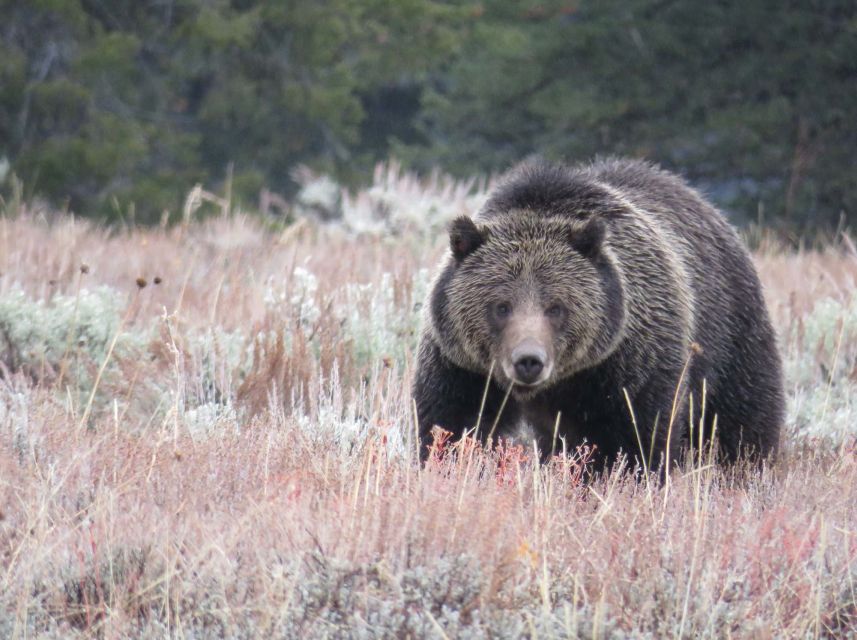 From Jackson: Yellowstone Day Tour Including Entrance Fee - Key highlights that drive the experience
