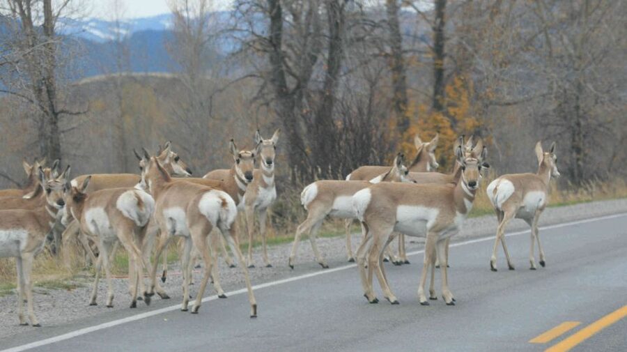 From Jackson: Yellowstone Day Tour Including Entrance Fee - Who this tour suits best, and who might want a different plan