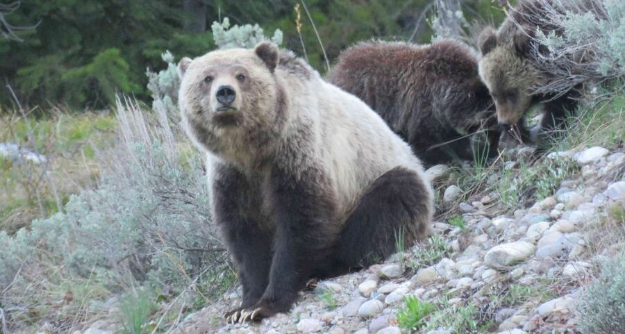 From Jackson: Yellowstone Day Tour Including Entrance Fee - Grand Teton National Park stops: Tetons views without the guesswork