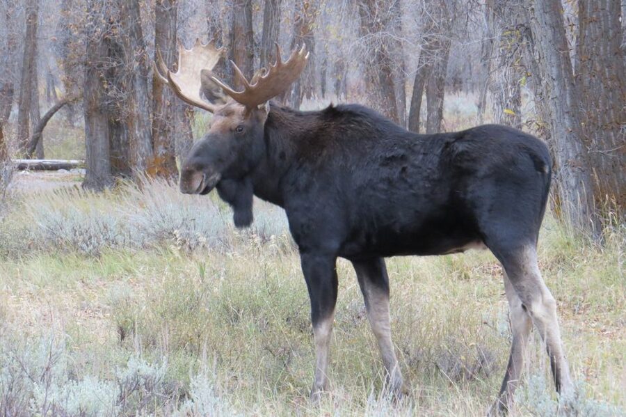 From Jackson: Yellowstone Day Tour Including Entrance Fee - Pacing, weather, and what to pack so the day feels easy