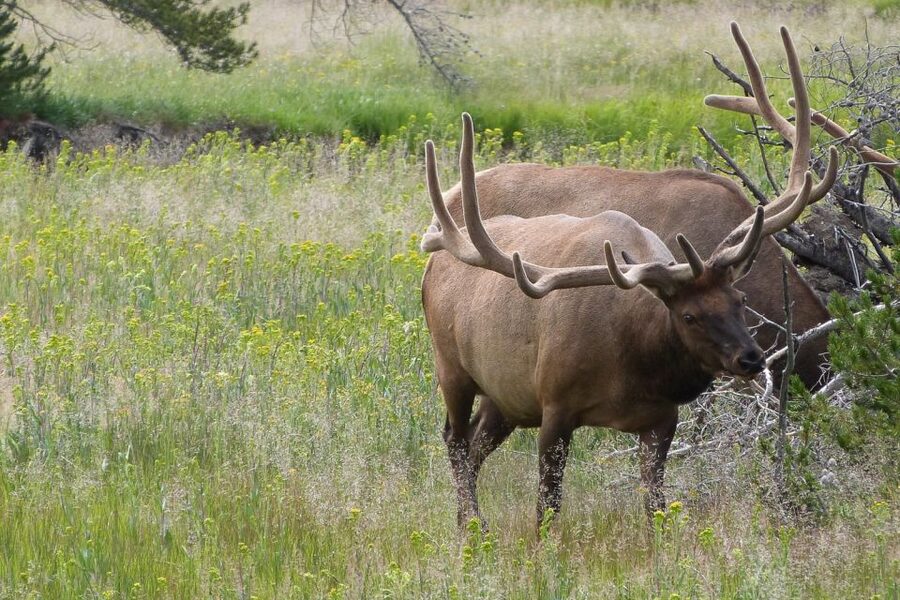 From Jackson: Yellowstone National Park Day Trip with Lunch - Price and value of $325 for the Lower Loop full day