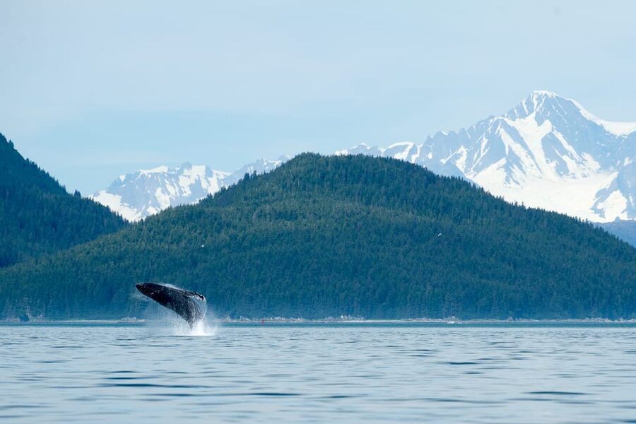 From Juneau: Whale Watching Cruise with Snacks - Small boat comfort, real-time wildlife spotting