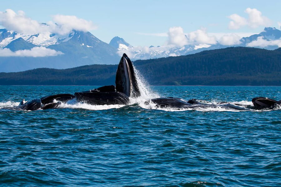 From Juneau: Whale Watching Cruise with Snacks - On the water: how the hunt works in Favorite Channel and beyond