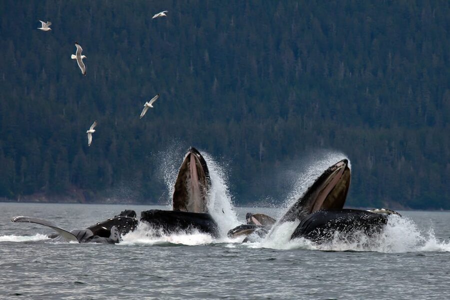 From Juneau: Whale Watching Cruise with Snacks - Price and value: $154 for a short, guided, transfer-included outing