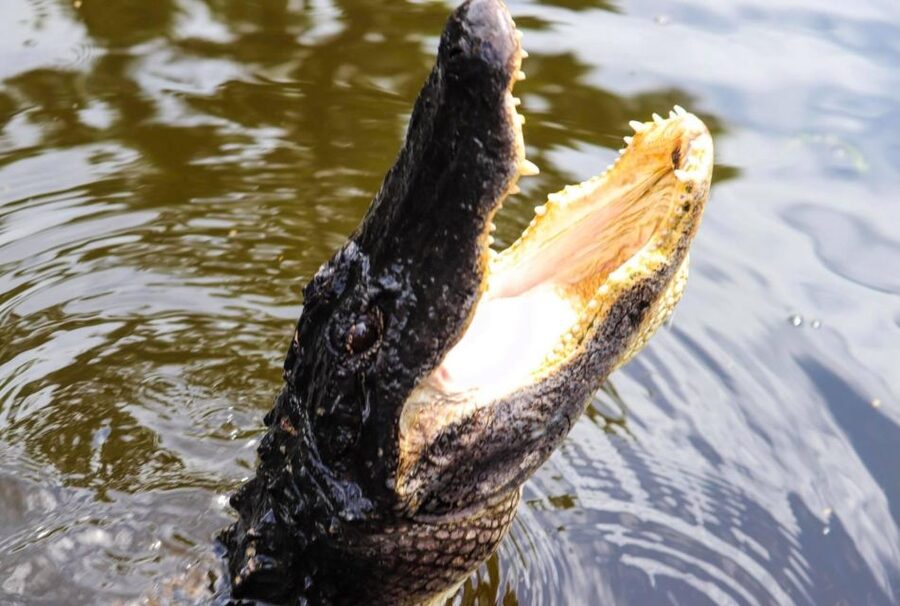 From Lafitte: Swamp Tours South of New Orleans by Airboat - Key highlights at a glance