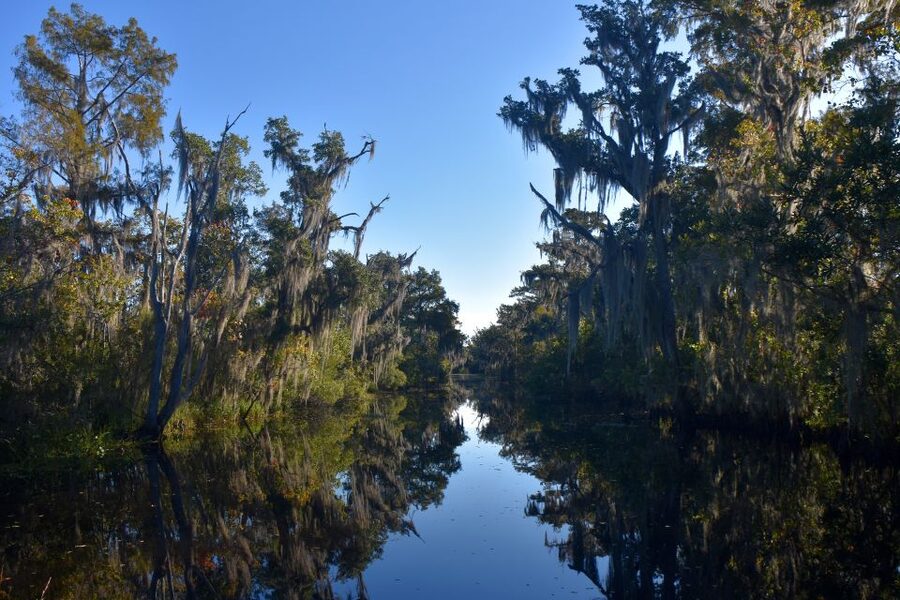 From Lafitte: Swamp Tours South of New Orleans by Airboat - Who should book this, and who should skip it