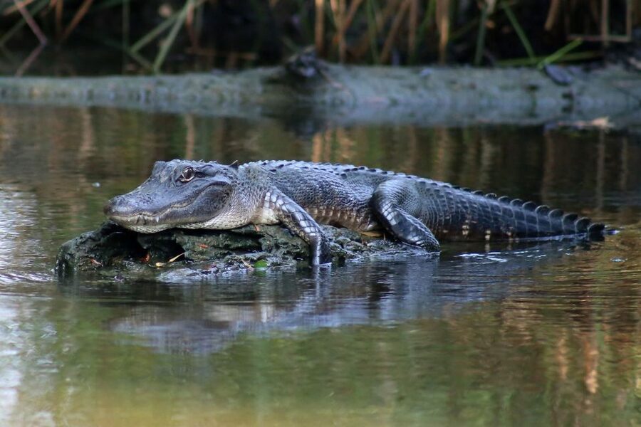 From Lafitte: Swamp Tours South of New Orleans by Airboat - Why this Lafitte swamp airboat ride feels different