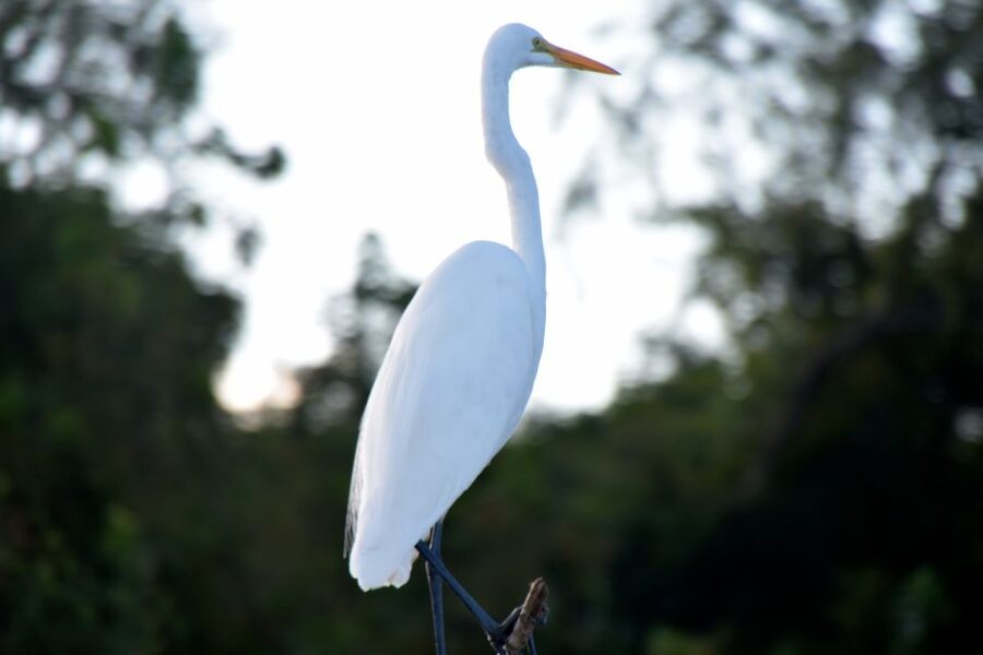 From Lafitte: Swamp Tours South of New Orleans by Airboat - The ride: gliding across wetlands and cutting into tiny canals
