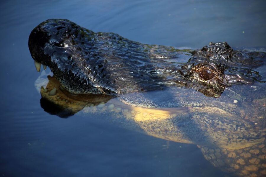 From Lafitte: Swamp Tours South of New Orleans by Airboat - The on-site timing: check-in, the gift shop, and short breaks