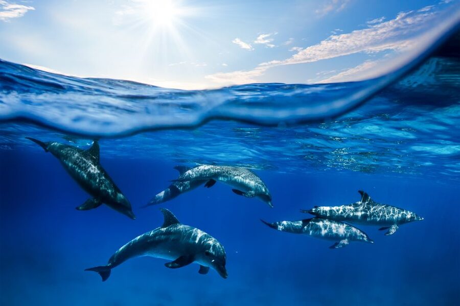 From Ma'alaea: Turtle Town Snorkel aboard Quicksilver - Turtle Town odds and coral clarity: plan for weather to steer the day