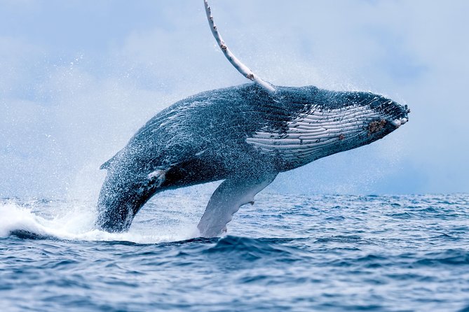 From Maalaea: Whale Watching Tour Aboard the Quicksilver - From Boss Frogs to the Quicksilver Dock: how check-in really works
