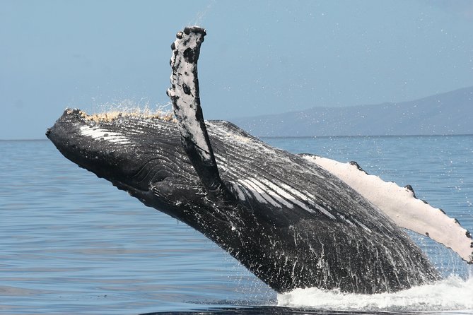 From Maalaea: Whale Watching Tour Aboard the Quicksilver - Underwater hydrophones: hearing the songs changes everything