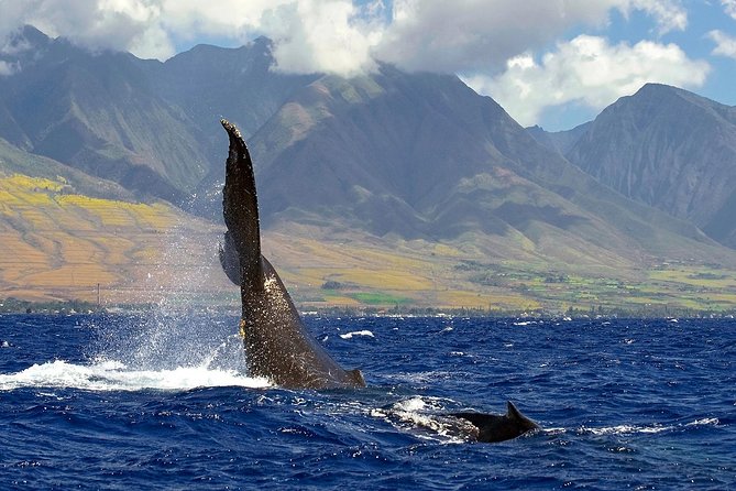 From Maalaea: Whale Watching Tour Aboard the Quicksilver - How the crew improves your odds, and what can still go wrong