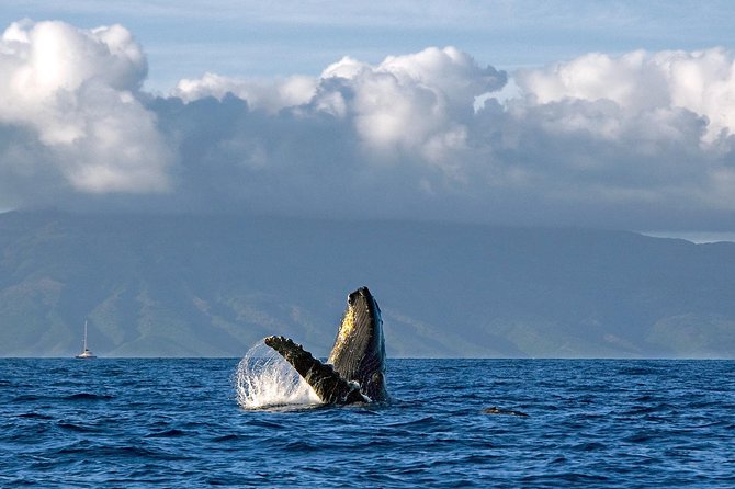 From Maalaea: Whale Watching Tour Aboard the Quicksilver - Drinks and comfort: the included stuff is more than filler
