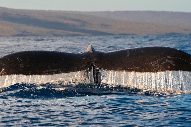 From Maalaea: Whale Watching Tour Aboard the Quicksilver - Value check for $49.95: what you’re paying for