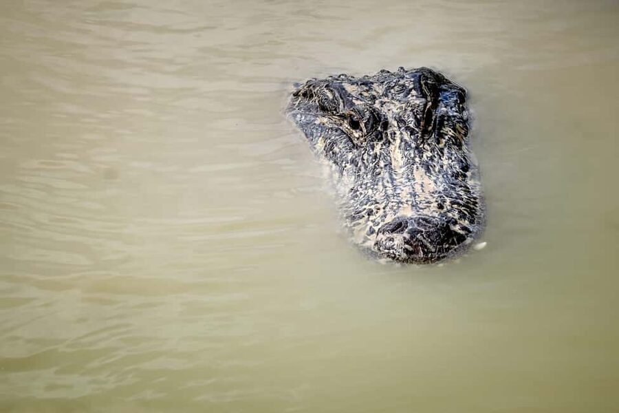 From Miami: Everglades Airboat Alligator Tour with Transfer - Key highlights you will feel right away