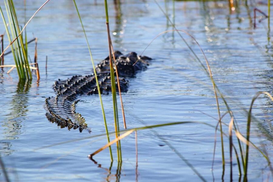 From Miami: Everglades Airboat Alligator Tour with Transfer - Alligators are real here, but sightings depend on conditions