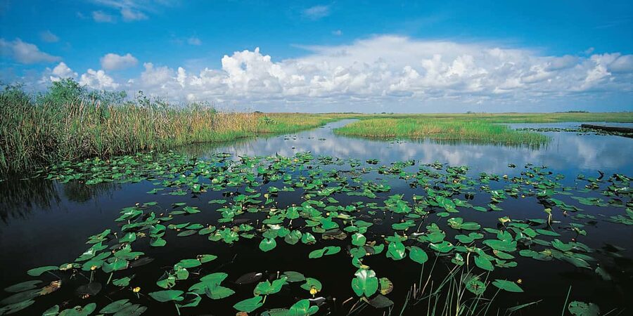 From Miami: Everglades Airboat Alligator Tour with Transfer - Price and value: what $79 gets you, and what it does not