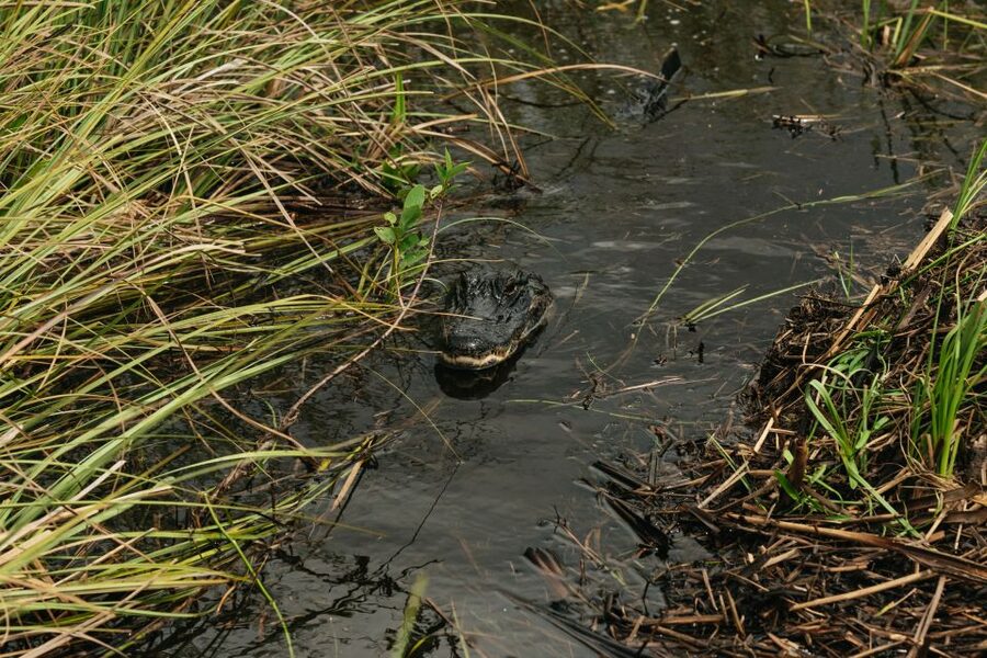 From Miami: Everglades Airboat Ride and Nature Walk - Airboat alligators: close-up chances in the grasses