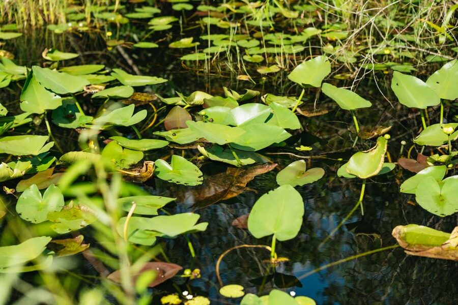 From Miami: Everglades Airboat Ride and Nature Walk - Miccosukee village visit: culture, customs, and life connected to the wetlands