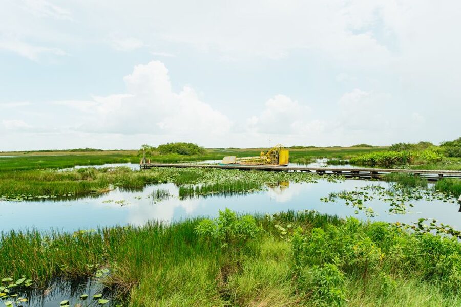 From Miami: Everglades Airboat Ride and Nature Walk - Everglades National Park nature walk: tropical hardwood hammock, plants, birds, and gators