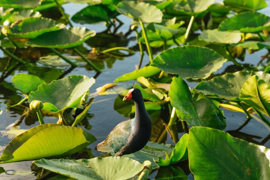 From Miami: Everglades Airboat, Wildlife Show & Bus Transfer - Wildlife show with trainers: what it adds, and what to watch for